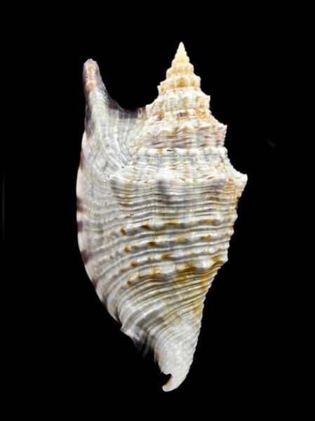 Euprotomus aratrum f. melanostomus 77,9 mm Gem-0