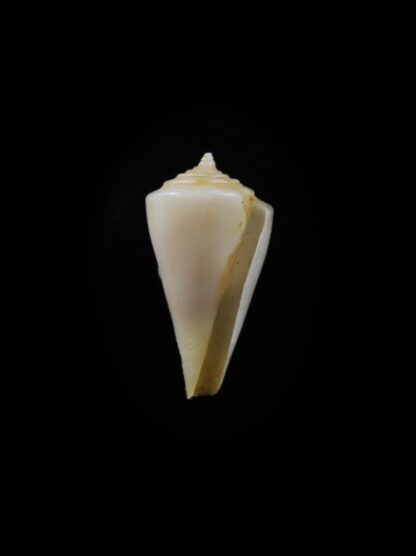 Conus alisi F+++ 16,8 mm-3016
