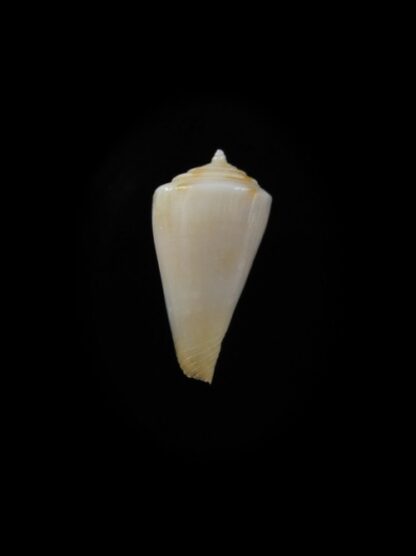 Conus alisi F+++ 16,8 mm-0