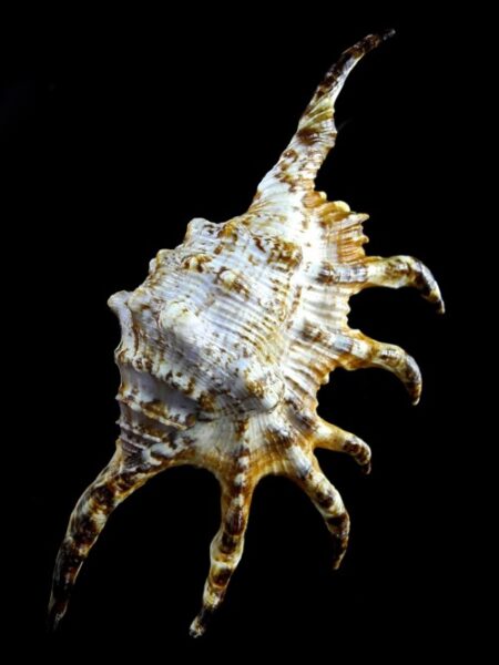 Lambis robusta 143,6 mm Gem-0