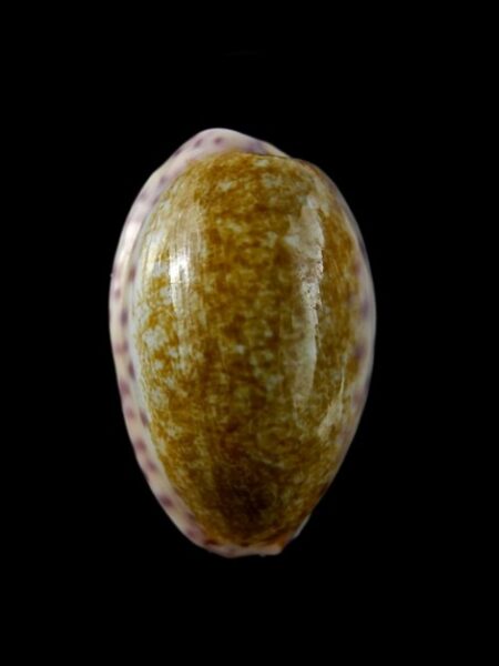 Cypraea chinensis variolaria Gem 33,8 mm --0