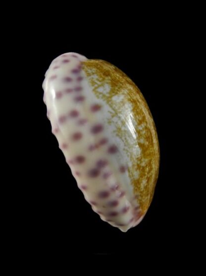 Cypraea chinensis variolaria Gem 33,8 mm --1761
