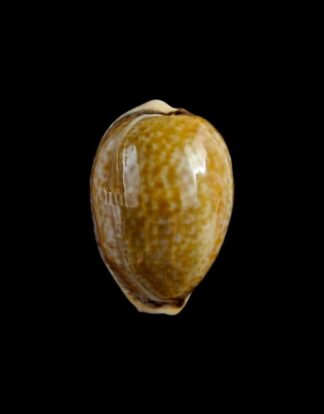 cypraea spurca 29,7 mm Gem-0