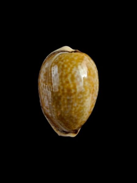cypraea spurca 29,7 mm Gem-0