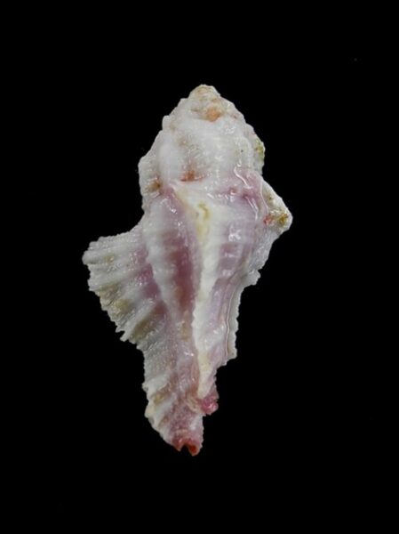 pterynotus bouteti 29,4 mm-0