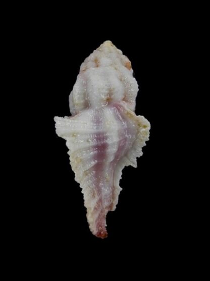 pterynotus bouteti 29,4 mm-3051