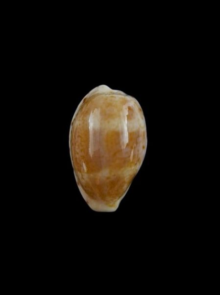 Cypraea piperita bicolor 20,8 mm Gem-0