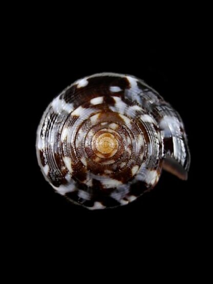 Conus catus f. fuscoolivaceus 35,1 mm-2910