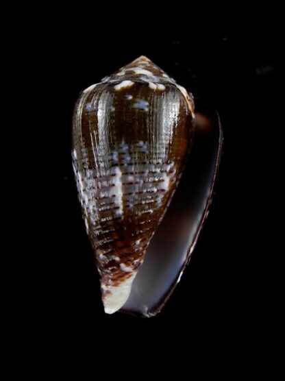 Conus catus f. fuscoolivaceus 35,1 mm-2909