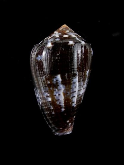Conus catus f. fuscoolivaceus 35,1 mm-2908