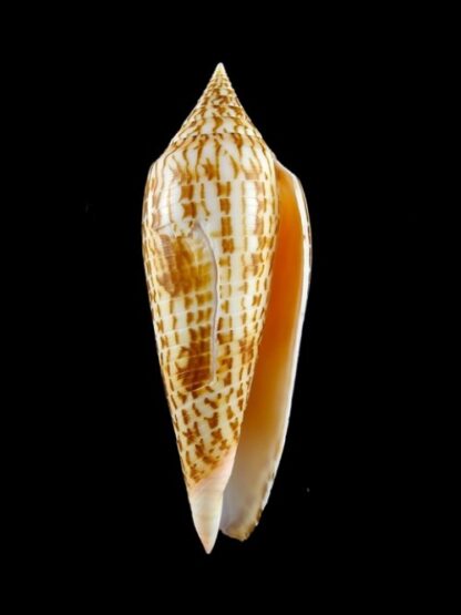 Conus ranonganus F++ 85,9 mm-3044