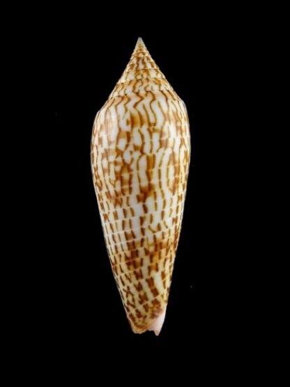 Conus ranonganus F++ 85,9 mm-0