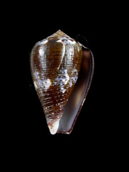 Conus catus f. fuscoolivaceus 31,9 mm-2901