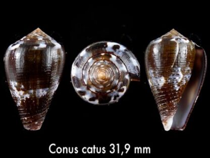 Conus catus f. fuscoolivaceus 31,9 mm-0