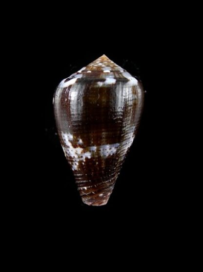 Conus catus f. fuscoolivaceus 31,9 mm-2900