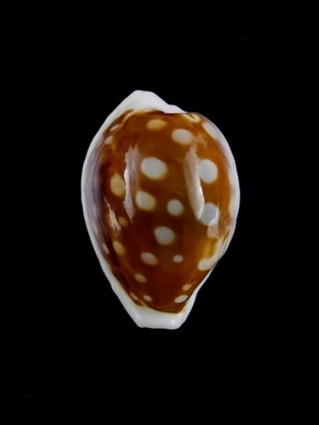 Cypraea exmouthensis abrolhensis 22,2 mm Gem-0