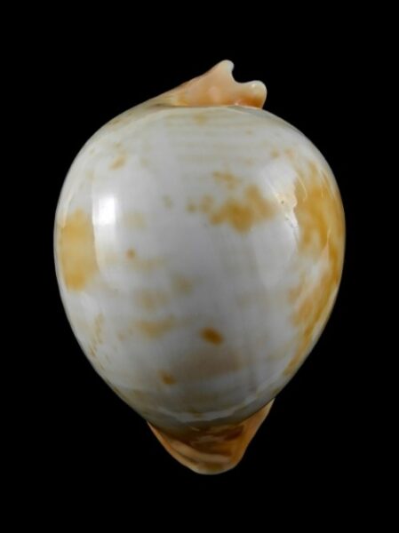 Umbilia armeniaca armeniaca. "GIANT" 104.8 mm Gem-0