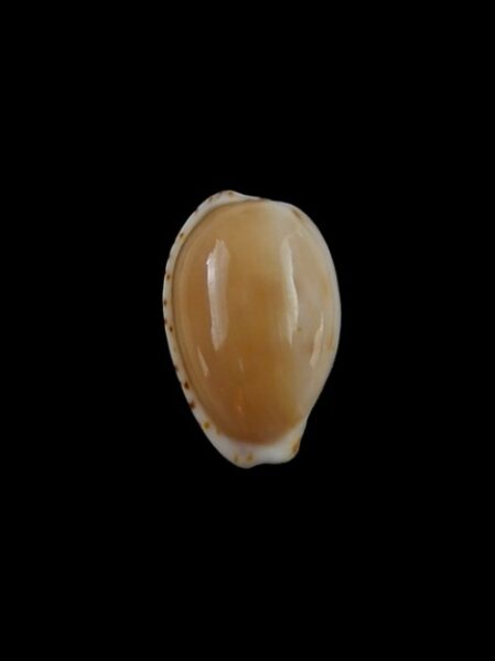 Cypraea comptonii comptonii. 19,5 mm Gem-0