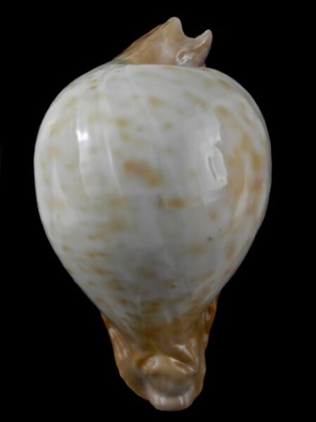 Umbilia petilirostris 87.8 mm F+++-0