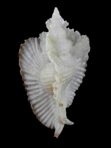 Timbellus bednalli 87,4 mm F+++-0