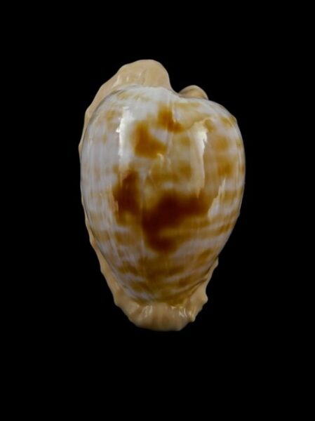 Cypraeovula coronata f. coronata 26,5 mm Gem-0