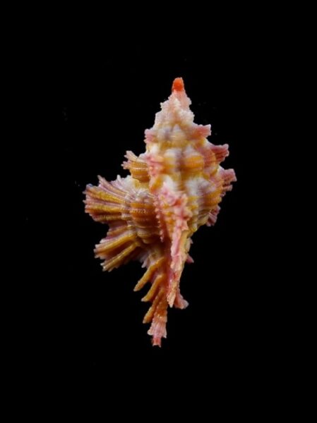 Murex Chicoreus (Chicopinnatus) laqueatus Gem 30,9 mm-0