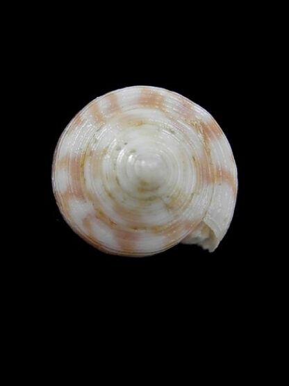 Conus oishii 34,5 mm-2813