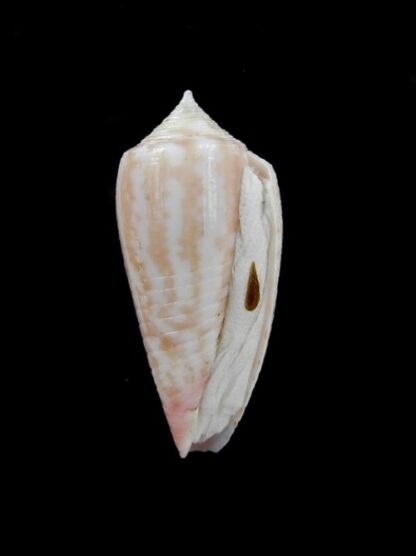 Conus oishii 34,5 mm-2812
