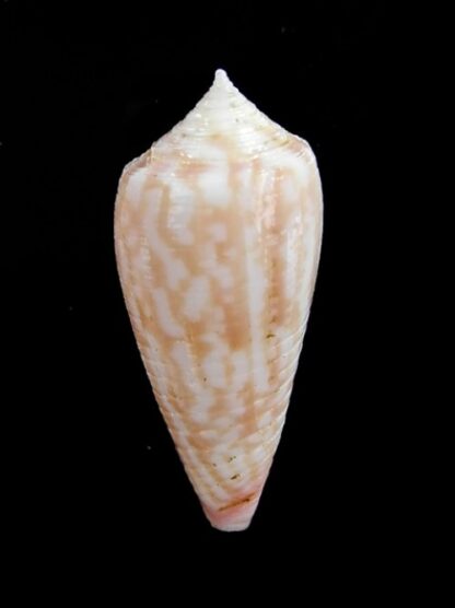Conus oishii 34,5 mm-0
