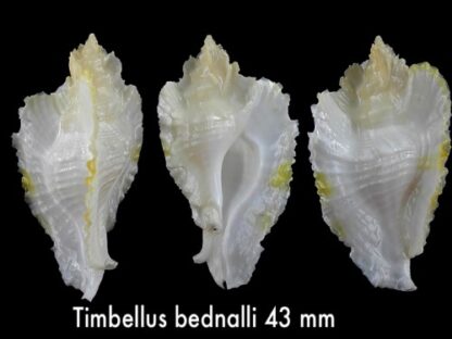 Timbellus bednalli 43 mm F+++-0