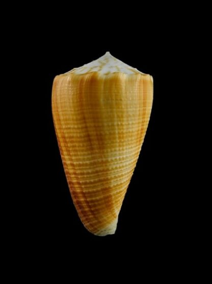 Conus sulcatus f. bocki Gem 61,1 mm-0