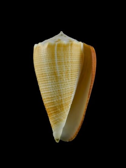 Conus sulcatus f. bocki Gem 61,1 mm-3032