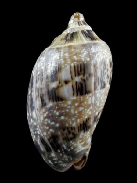 Cymbiola nivosa 79,6 mm Gem-0
