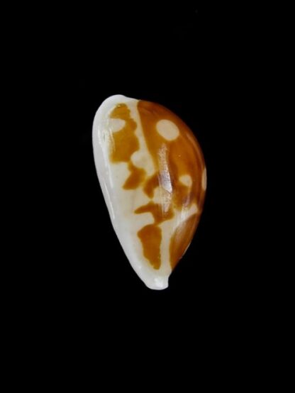 Cypraea exmouthensis abrolhensis 21,8 mm Gem-2958