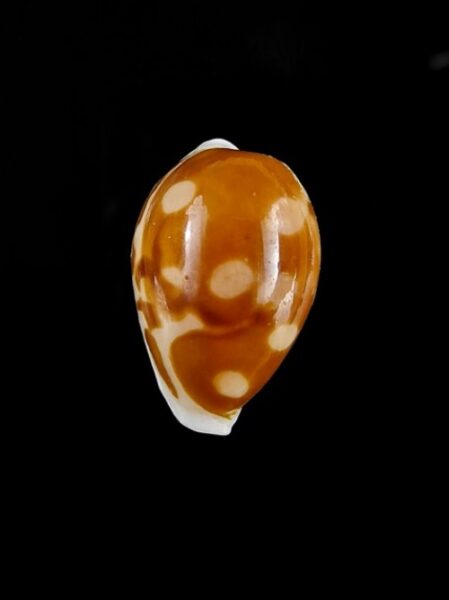 Cypraea exmouthensis abrolhensis 21,8 mm Gem-0