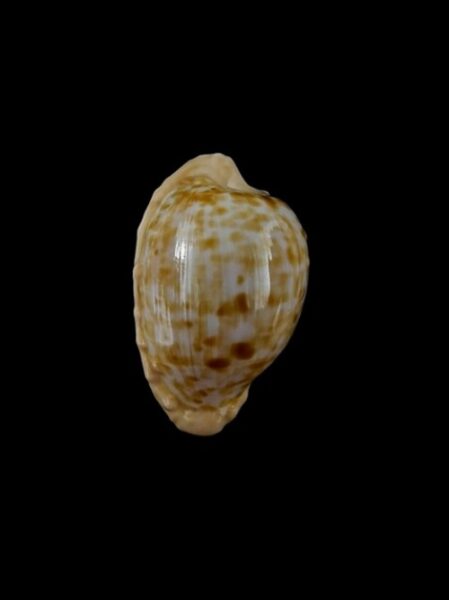 Cypraea coronata f. coronata 26,5 mm Gem-0