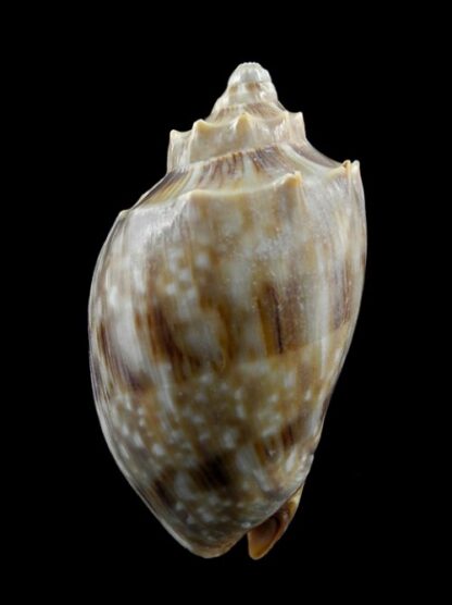 Cymbiola nivosa f. obita 70 mm Gem-0