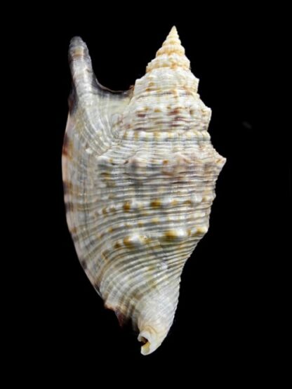 Euprotomus aratrum f. melanostomus 79,3 mm Gem-0