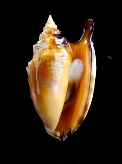 Euprotomus aratrum f. melanostomus 79,3 mm Gem-2879