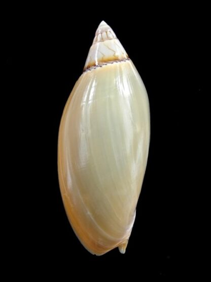 Amoria grayii 73,9 mm Gem-0