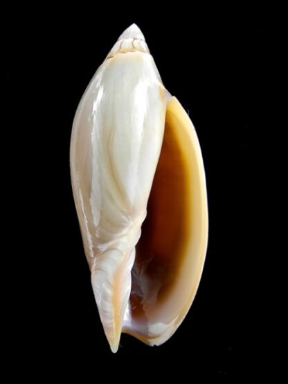 Amoria grayii 73,9 mm Gem-2872