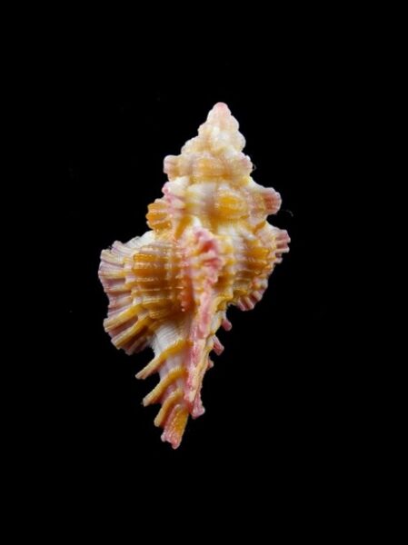 Murex Chicoreus (Chicopinnatus) laqueatus Gem 33,7 mm-0