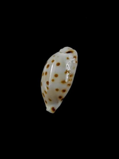 Cypraea punctata. 12,8 mm GEM-2479