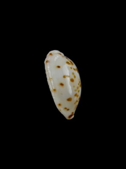 Cypraea punctata. 12,8 mm GEM-2480