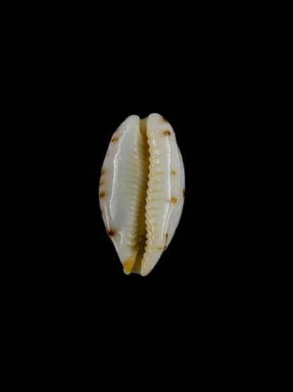 Cypraea punctata. 12,8 mm GEM-2478
