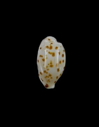 Cypraea punctata. 12,8 mm GEM-0