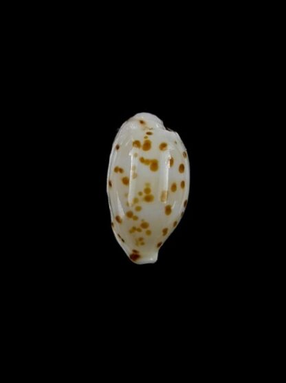 Cypraea punctata. 12,8 mm GEM-0
