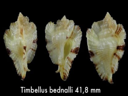 Timbellus bednalli 41,8 mm F+++-0