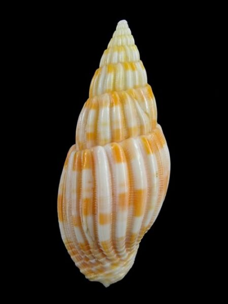 Lyria grangei 53,4 mm F+++-0