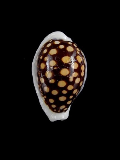 Cypraea exmouthensis magnifica. 32,2 mm F++-3501